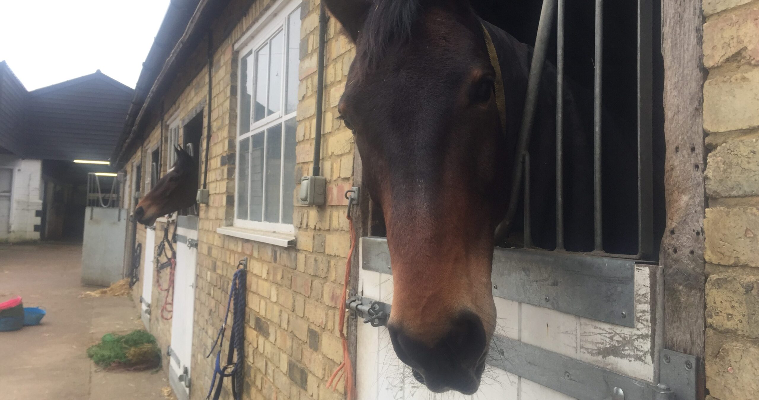 Staff Accomodation Horse Equistrian